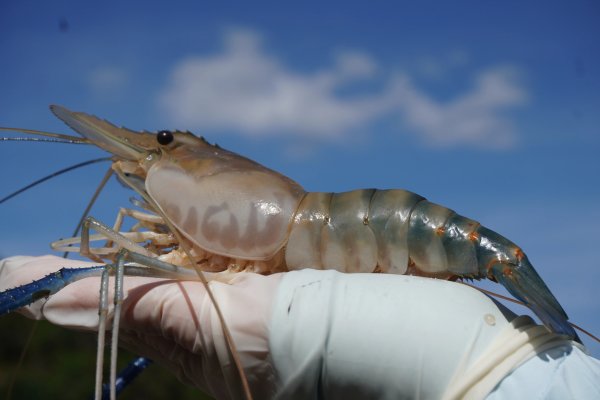 博宝配资 肇庆“虾王”链动60亿元