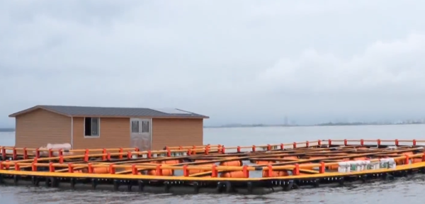 老虎配资 揭阳：深耕蓝色沃土，现代化海洋牧场按下“加速键”